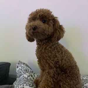 Meet your Posher, Jamie